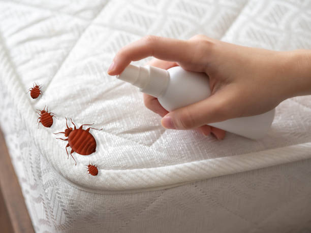 Best Spider Control Near Me  in Valinda, CA